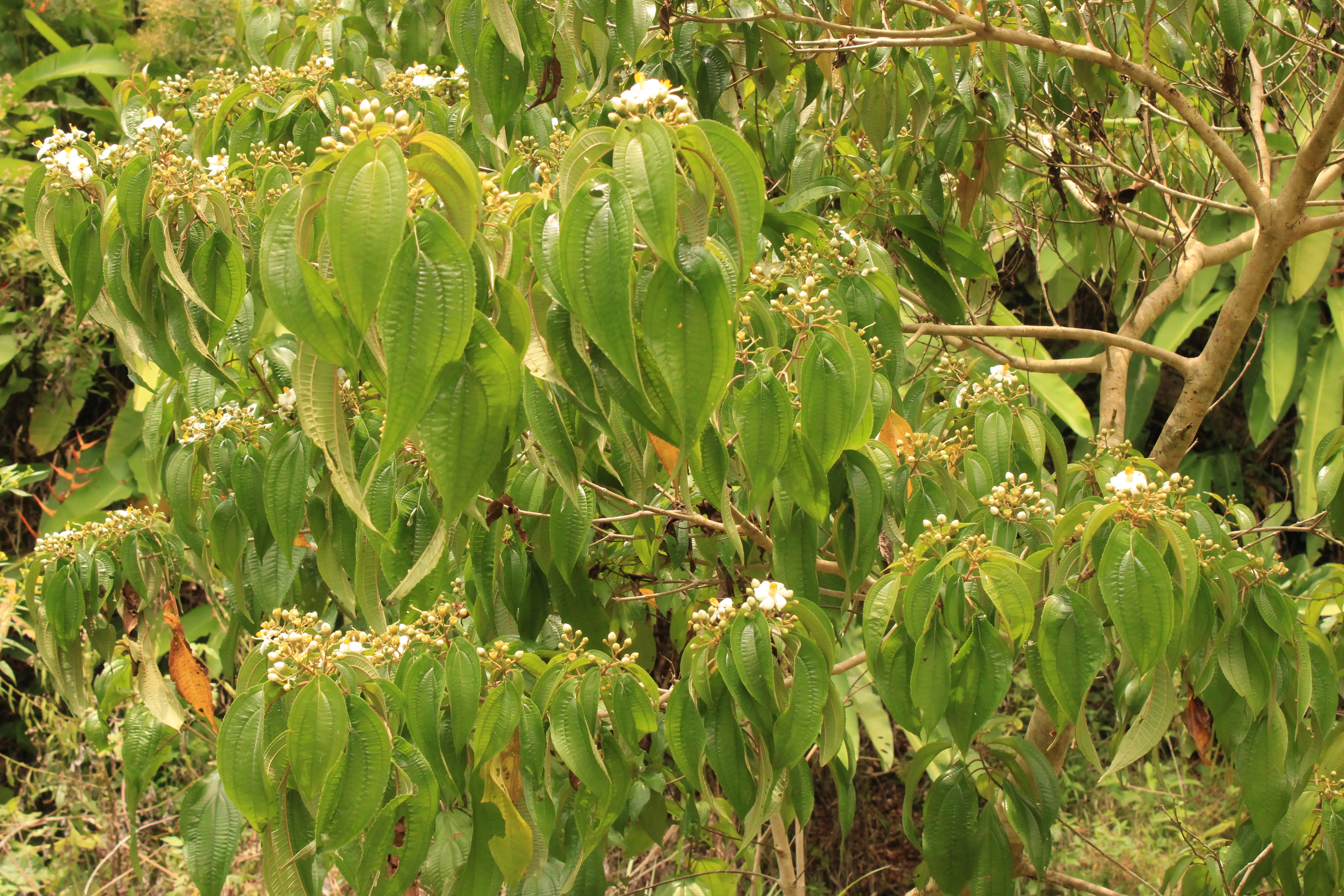 miconia conostegia schlimii